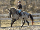 Dressage Lovers